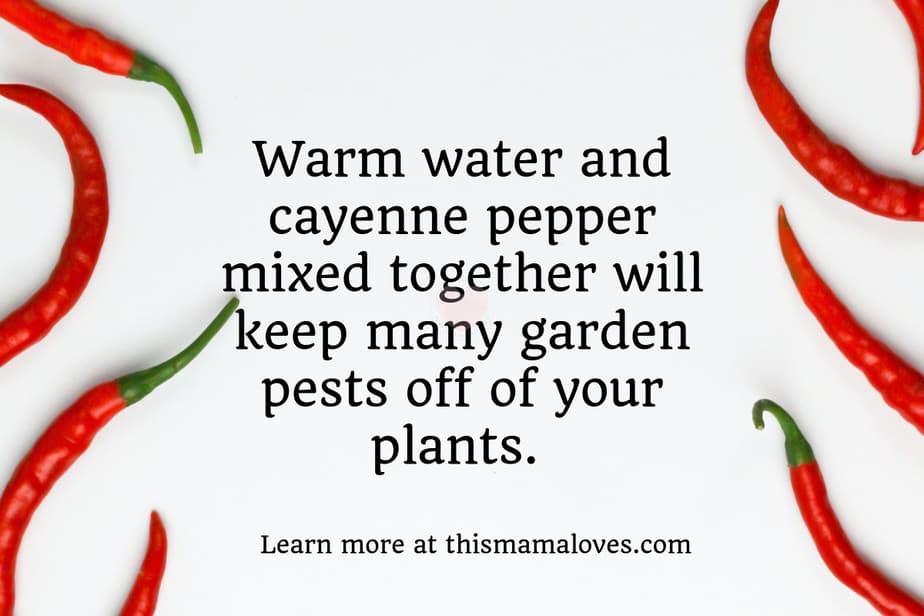 overhead image of cayenne peppers with stems on and text explaining to mix cayenne pepper and water to make natural pest spray 