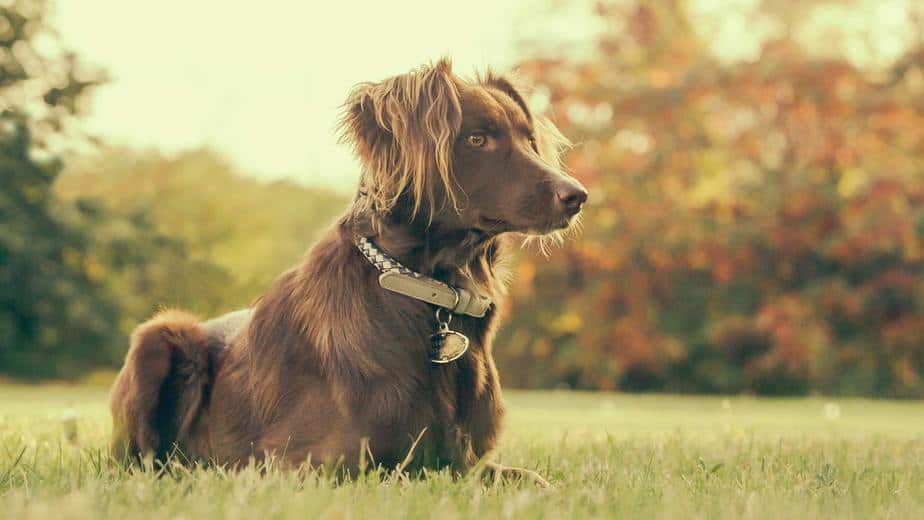 beautiful brown dog with long hair on ears laying on grass