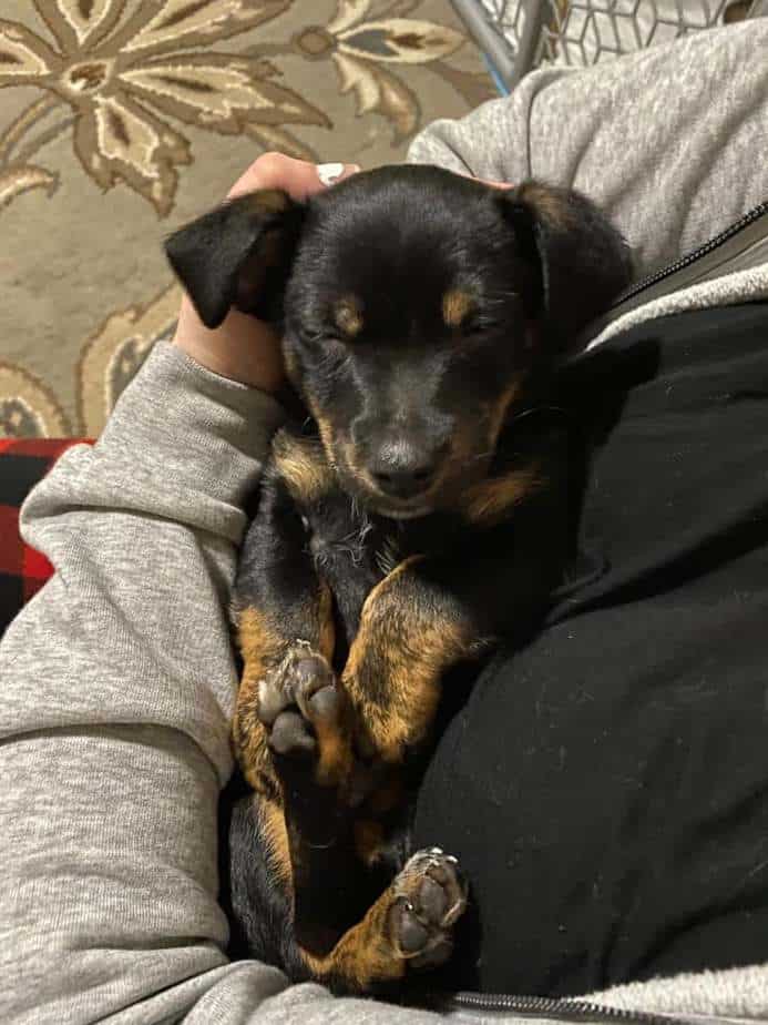 Sleeping puppy on lap