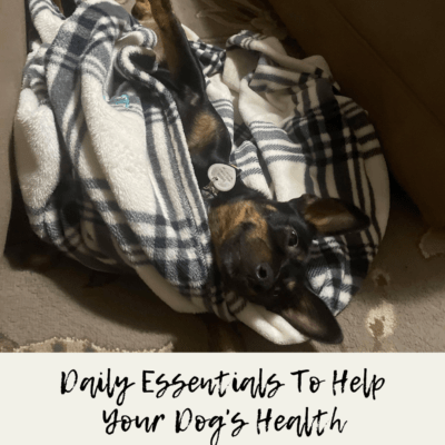 daily essentials to help your dogs health overlay on image of puppy wrapped in blanket