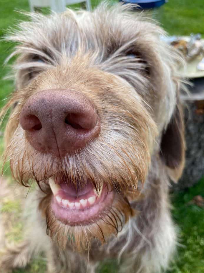 dog with brushed teeth