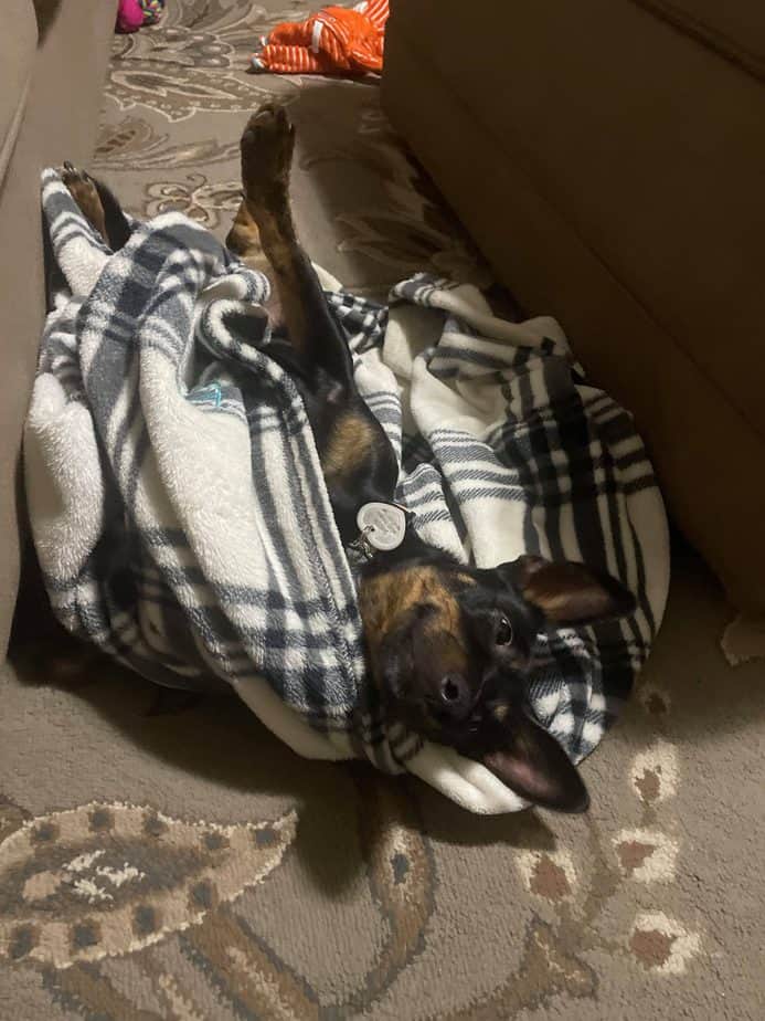 spoiled puppy in blanket