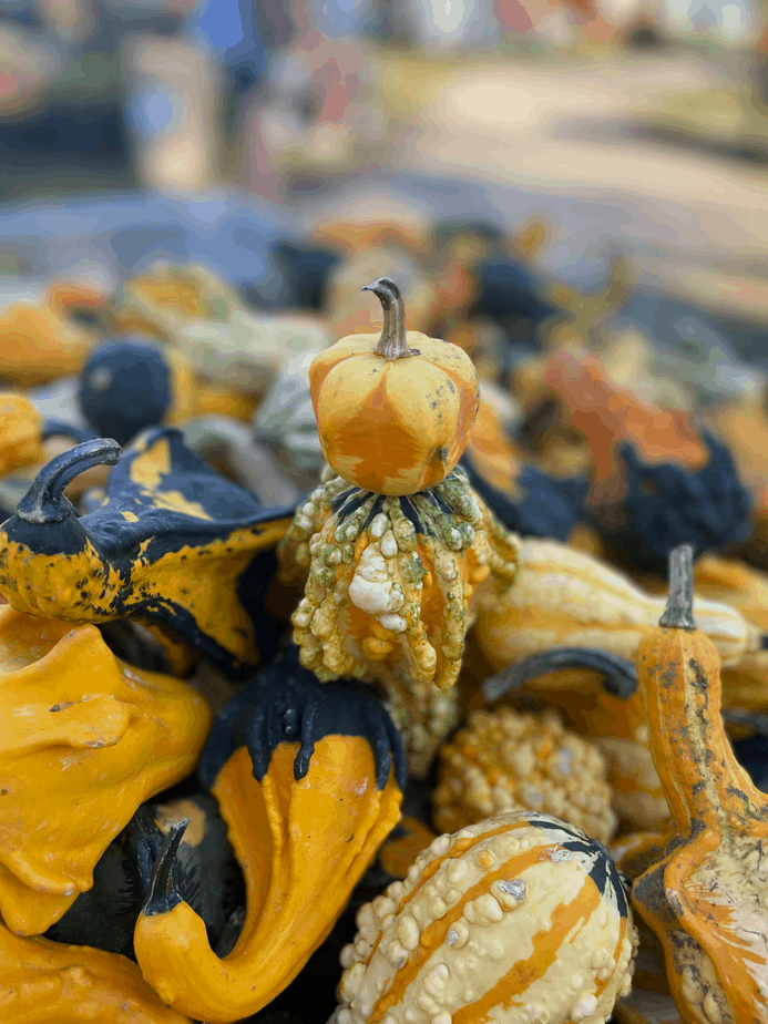 fun gourds in colors and textures 